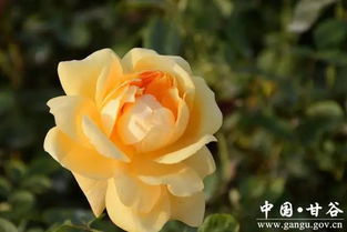 月季花的独特魅力