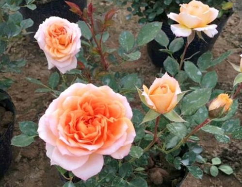 月季盆选得对，花开得才旺哦！