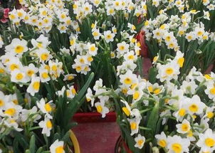 水仙花：花开富贵， 喜阴湿