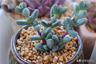 温度小秘密：20-24℃， 鹿角海棠的“小宝贝”