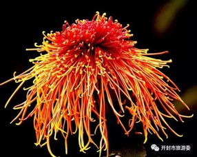 海棠花，深情与美丽的象征