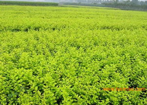 揭秘：山东苗木基地的实惠苗木