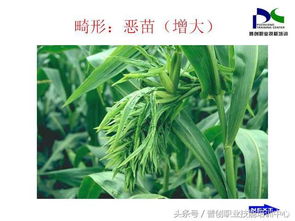 丁草胺：稻花香里说丰年