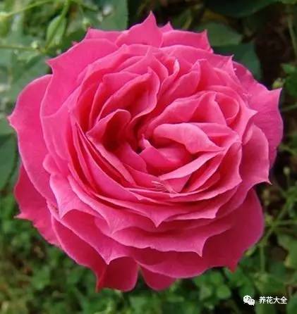 粉和平月季：色彩艳丽， 香气浓郁