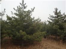 蓝田白皮松苗圃基地， 选购优质白皮松苗木的小窍门