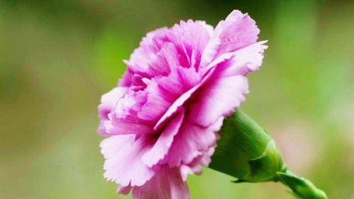 “康乃馨：传递真挚陪伴，温暖你的每一天”