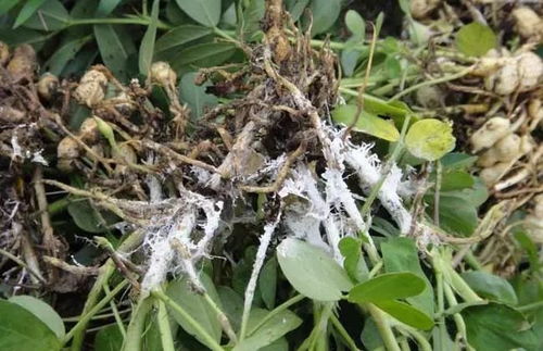 多菌灵：对白绢病的防治效果