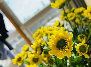 四季长青花草的寻觅之旅