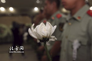 “送别老人选何花？白菊寄托哀思情