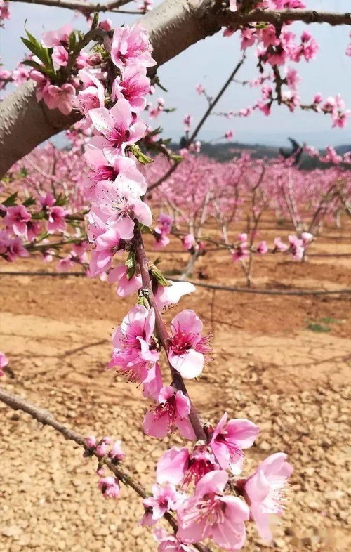 桃花盛开时你见过吗