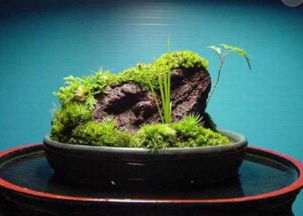 第四步：定时喂水