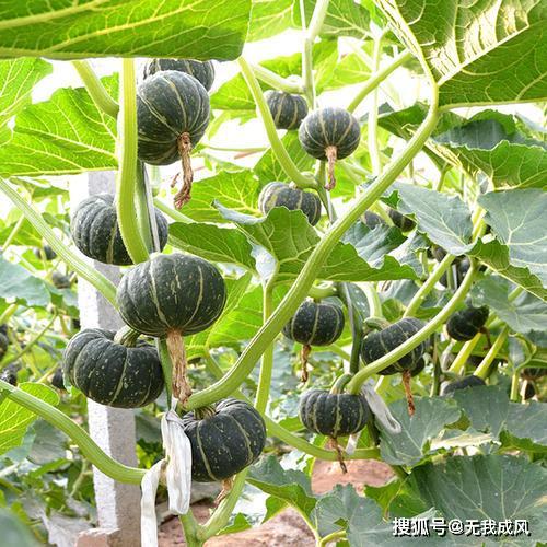 选农药，得讲究