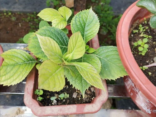 荷花耐寒，但仍需保暖措施