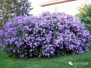 北方九月庭院花卉种植指南