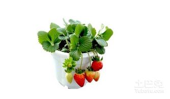 选对蔬菜，小花盆也嫩大丰收