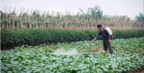 无机农药的使用问题