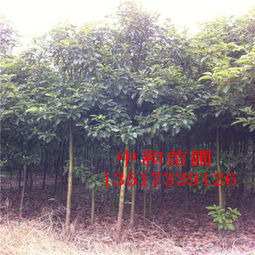 苗木报价：货源充足才定价