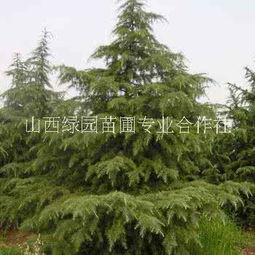 雪松的价格出售与采购