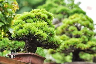 松柏盆景， 肥料的选择与施用