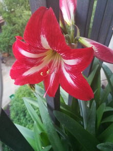 茎像蒜头一样的郁金香