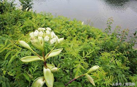 白芷年后没出苗，现在还嫩正常出苗吗？