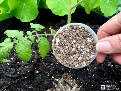 冬天施化肥，植物怎么突然枯死了