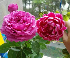 月季容器苗的栽培挑战