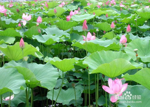 荷花何时盛开？不同品种花期有何差异