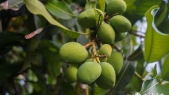 金花茶病虫害防治中，生物防治方法有哪些具体措施和技巧