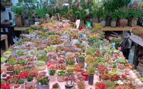 逛花卉市场的注意事项