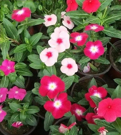 适合甘肃的快长花儿