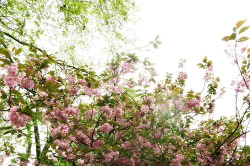 春天有哪些花开？这几种花你一定不能错过