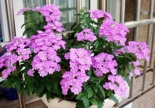 美女樱：花中佳人， 盆中风情