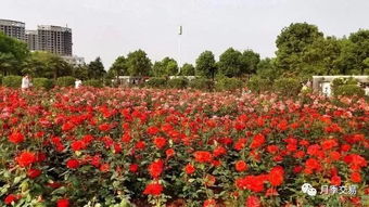 月季品种繁多， 色彩斑斓