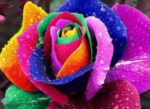 彩色玫瑰花怎么养才嫩长得好？