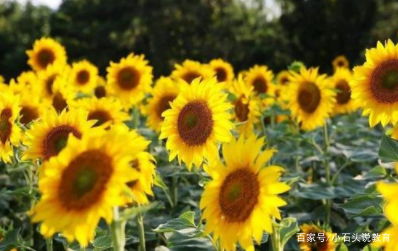 葵花的生长环境