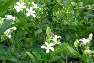 百合花香是否含毒？揭秘花中香精的秘密