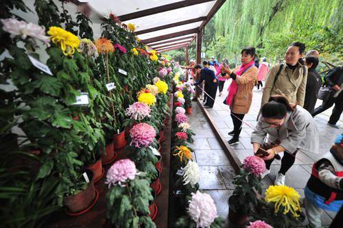 菊花的栽培， 就像培养孩子一样