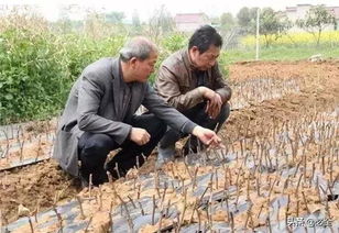 扦插前的准备工作