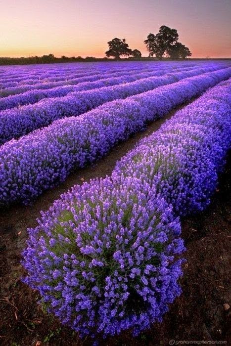 薰衣草6月绽放，紫色花海