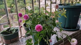 甜蜜马车月季：浓香型月季