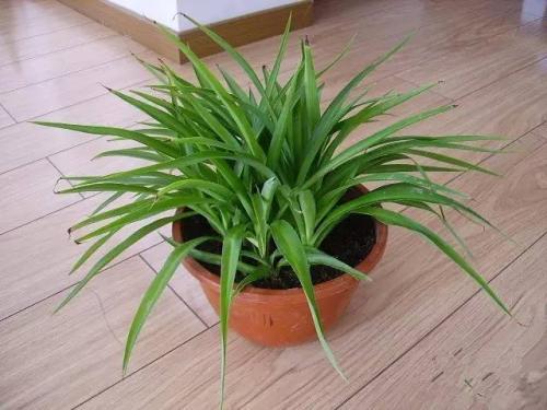 吊兰属于哪种植物类别？为什么它被称为美丽的室内绿植