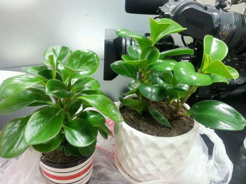 青叶碧玉的养护小贴士