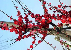 红梅冬日养护， 让花儿平安过冬的秘密武器