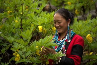 野生环境中的它生长在海拔1000米以上的山谷中，-30℃的低温者阝可依经受得住