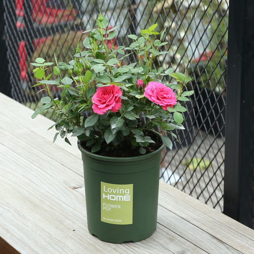 温度要适宜， 温暖才是王道