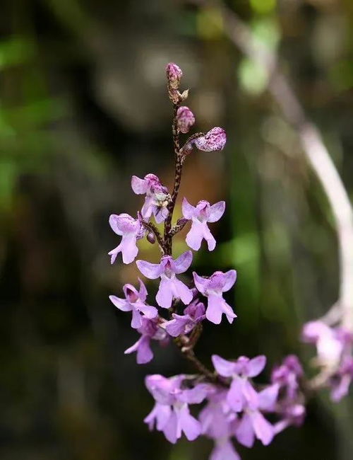 紫丁香花，浪漫永恒