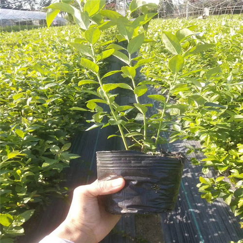 东北红豆杉树苗价格因品种、规格、产地等因素而异