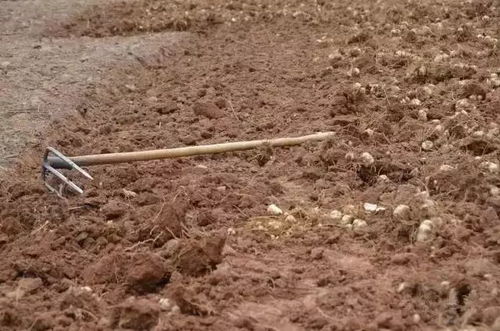 人参喜温凉湿润气候，需排水良好、富含腐殖质的沙质土壤