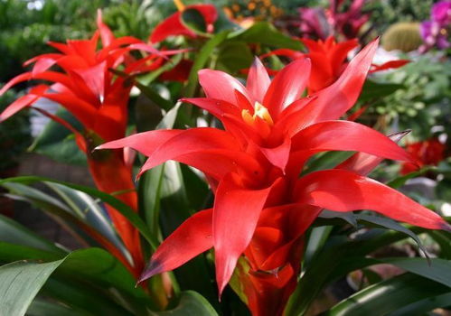 土壤要求， 鸿运当头的家